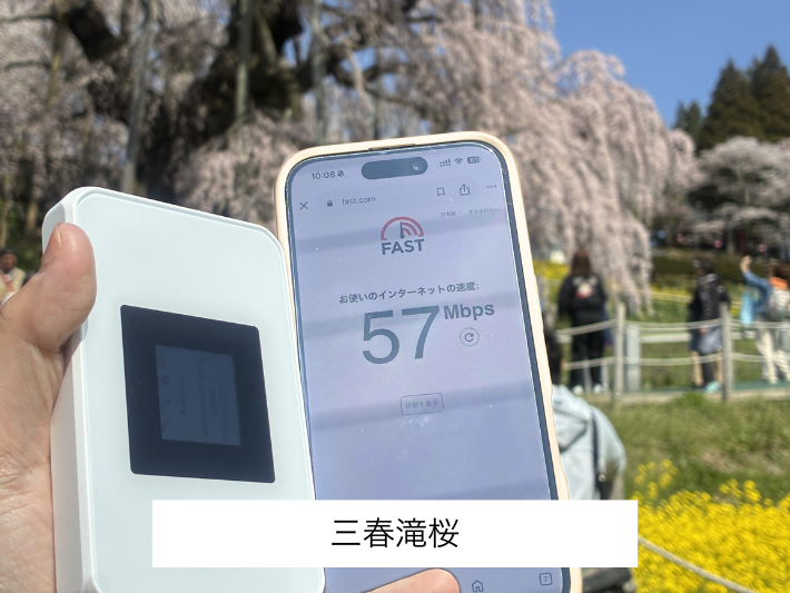 三春滝桜の検証結果